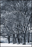 Trees in snow